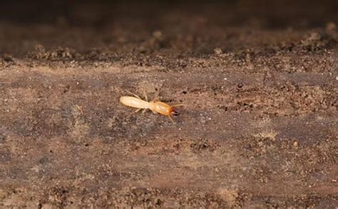 家裡有白蟻怎麼處理 陰毛怎麼剪